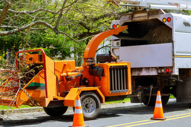 How Our Tree Care Process Works  in  Gaylord, MN